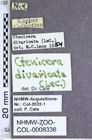 Etiketten zu Dixicollis divaricatus (LeConte, 1853) (NHMW-ZOO-COL-0008336)